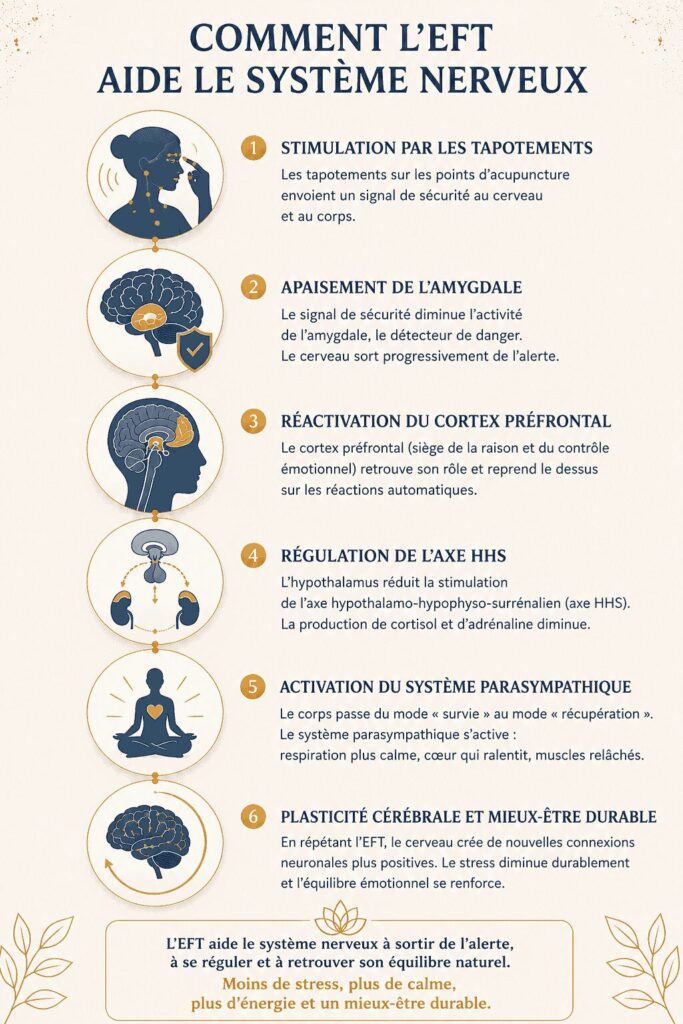 Schéma expliquant comment l'EFT aide le système nerveux en diminuant l'état d'alerte, en activant le système parasympathique et en favorisant un retour durable au calme.