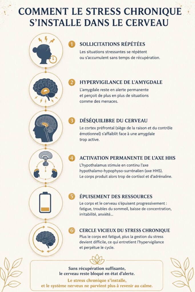 Schéma expliquant comment le stress chronique s'installe progressivement dans le cerveau, de l'hypervigilance de l'amygdale à l'épuisement du système nerveux.