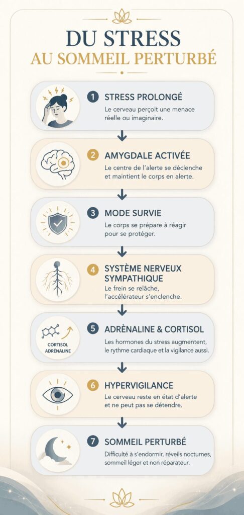 Schéma expliquant comment le stress chronique active le système nerveux, augmente le cortisol et favorise l'insomnie. Infographie Well Planify Formations Hypnose et EFT.